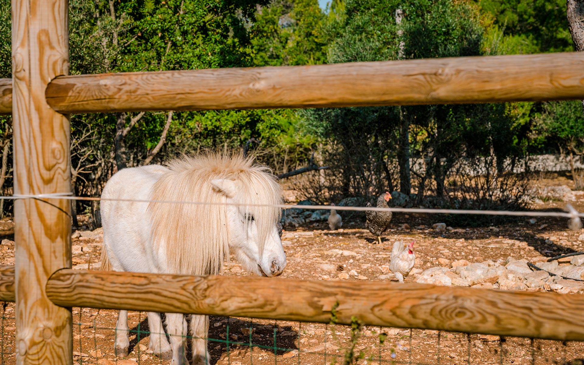 La Fattoria e i Cavalli Arabi a Borgo del Tempo Ritrovato in Valle d'Itria